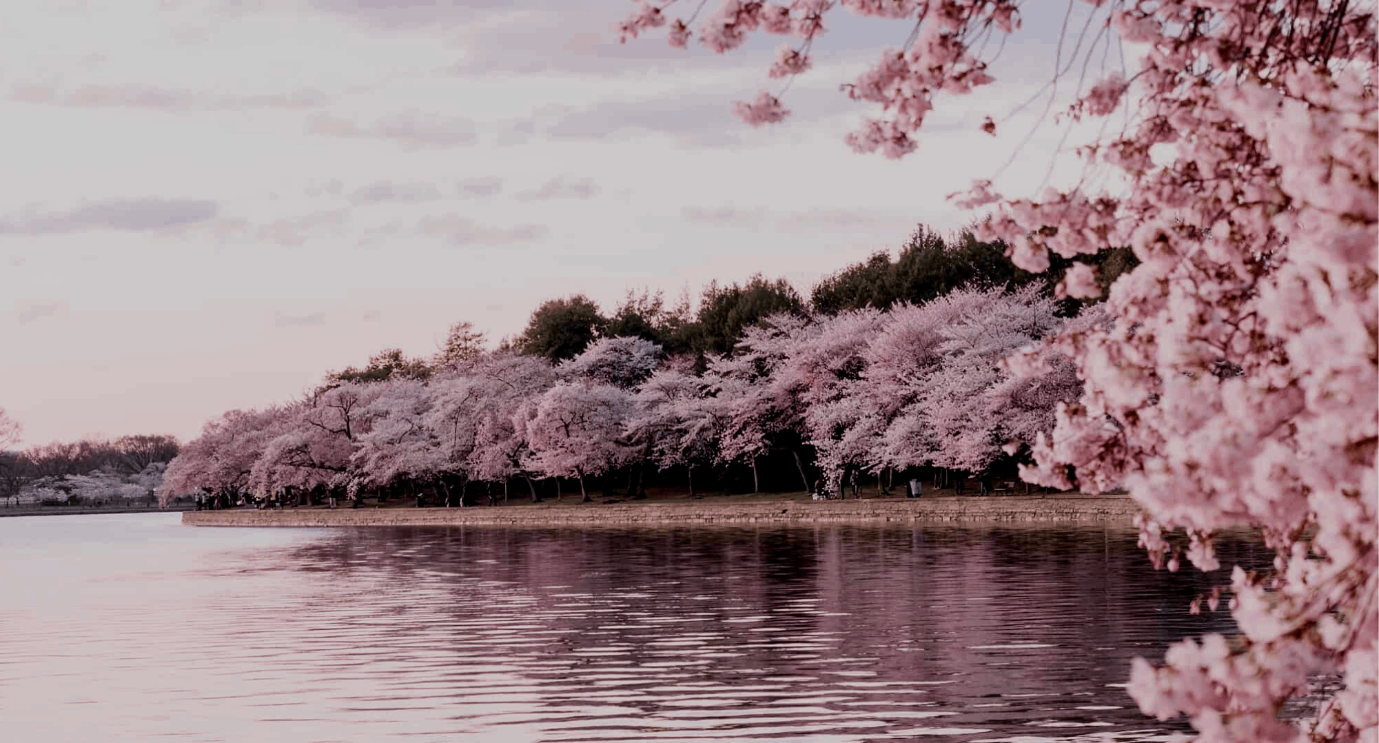 Cherry Blossoms by the water